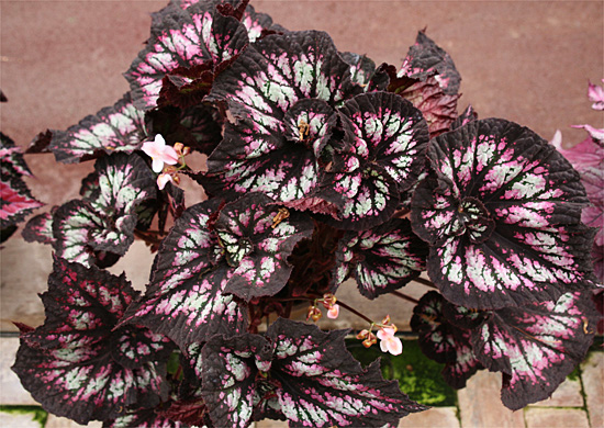 B. ‘Jamboree’
